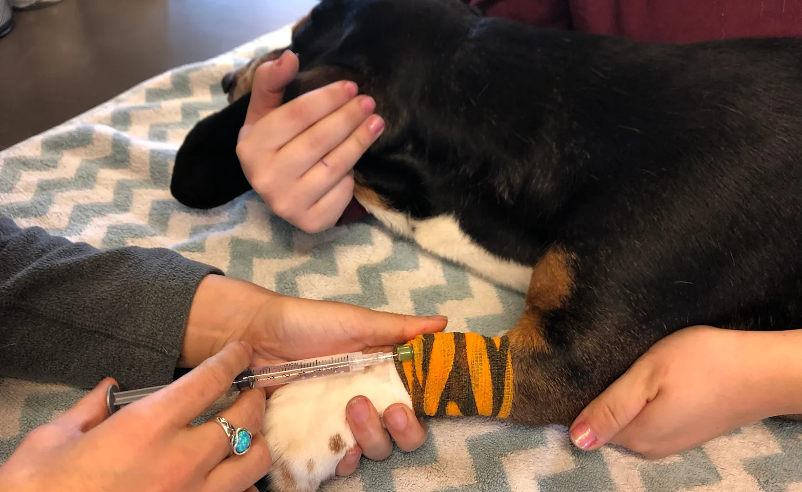 IV on a dog IV on a dog