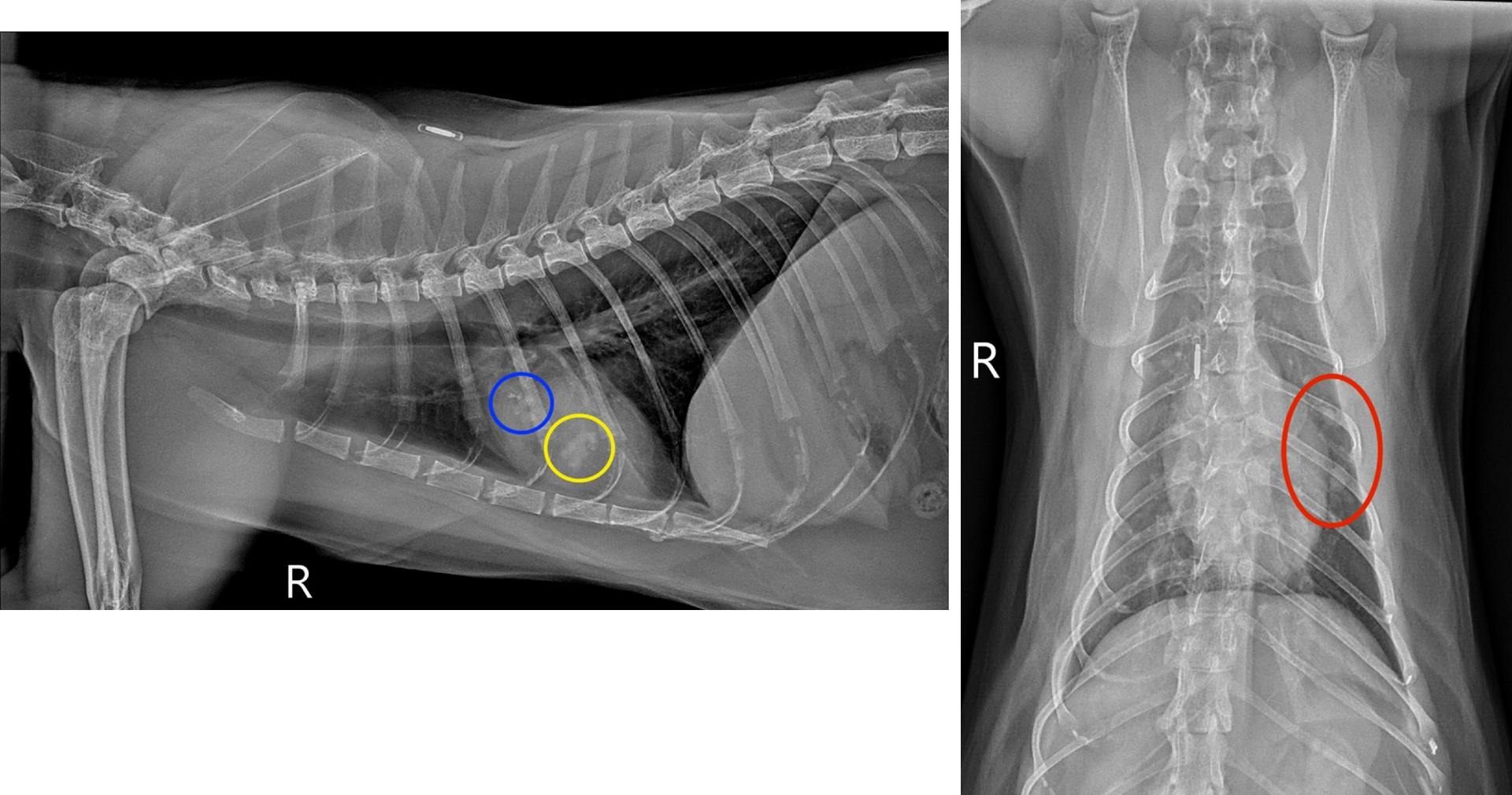 X-ray of a feline's lungs.