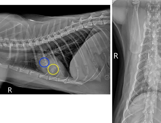 X-ray of a feline's lungs. X-ray of a feline's lungs.