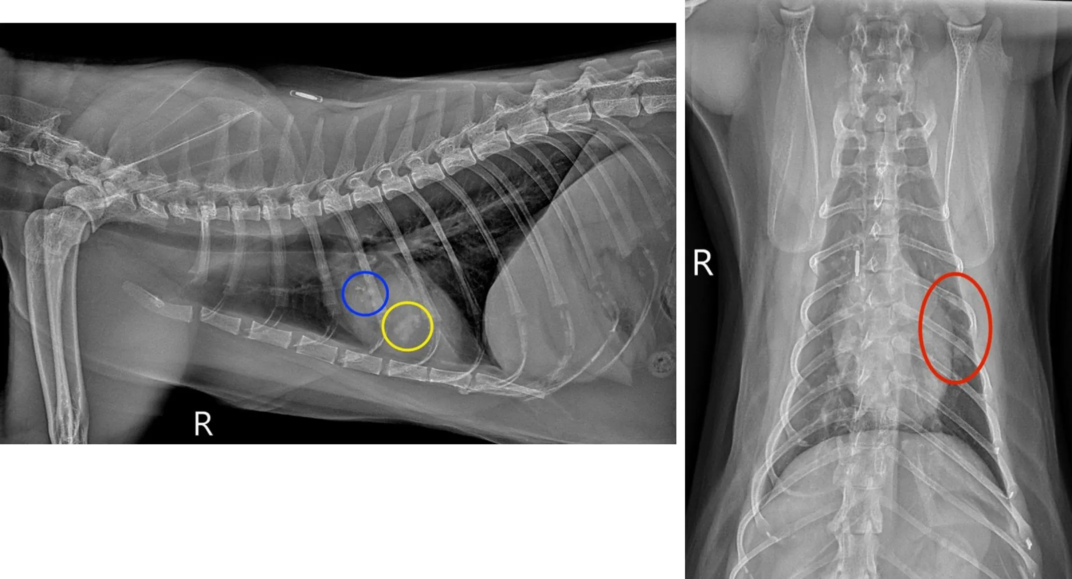 X-ray of a feline's lungs. X-ray of a feline's lungs.