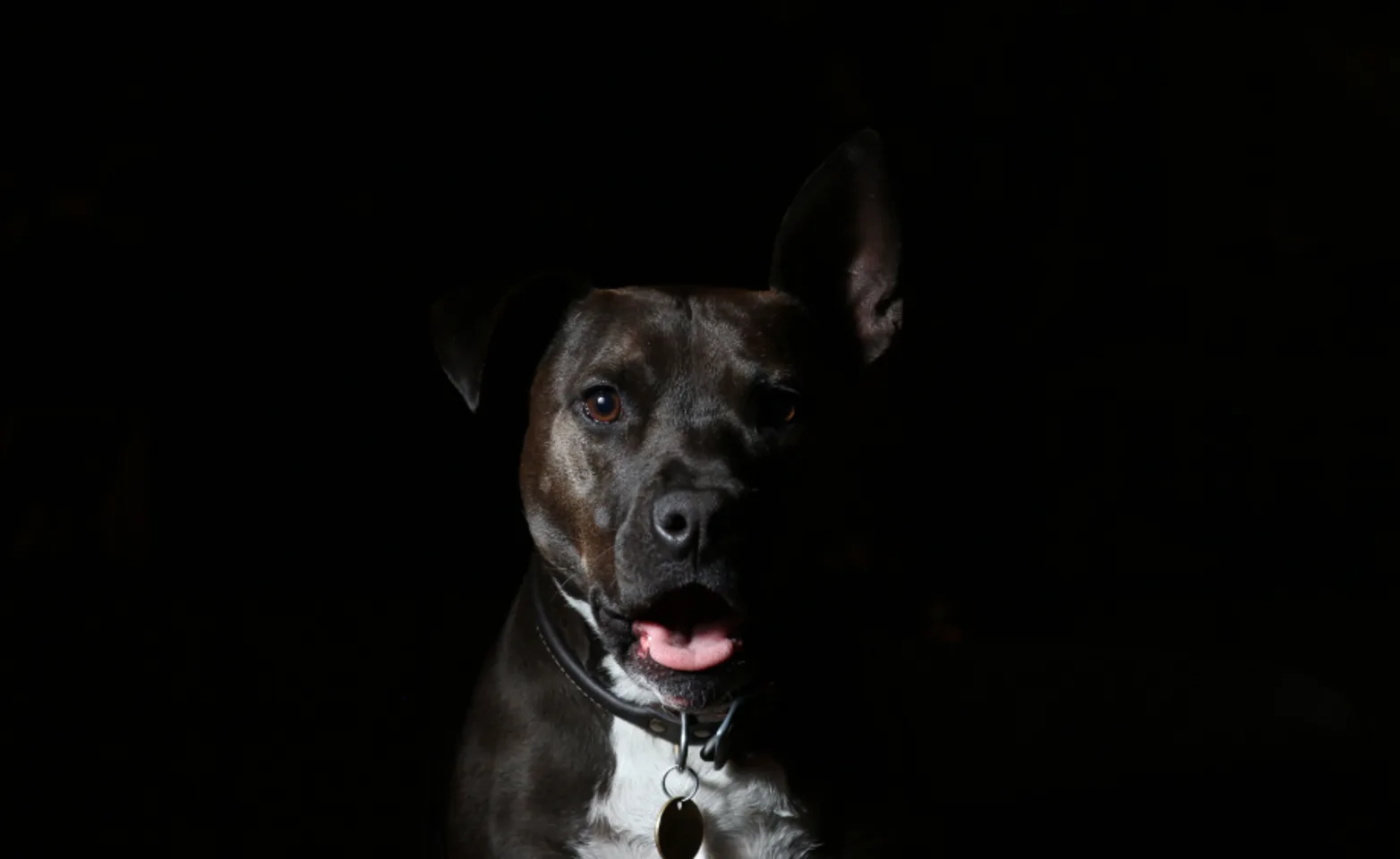 A studio photo of a dog on a black background