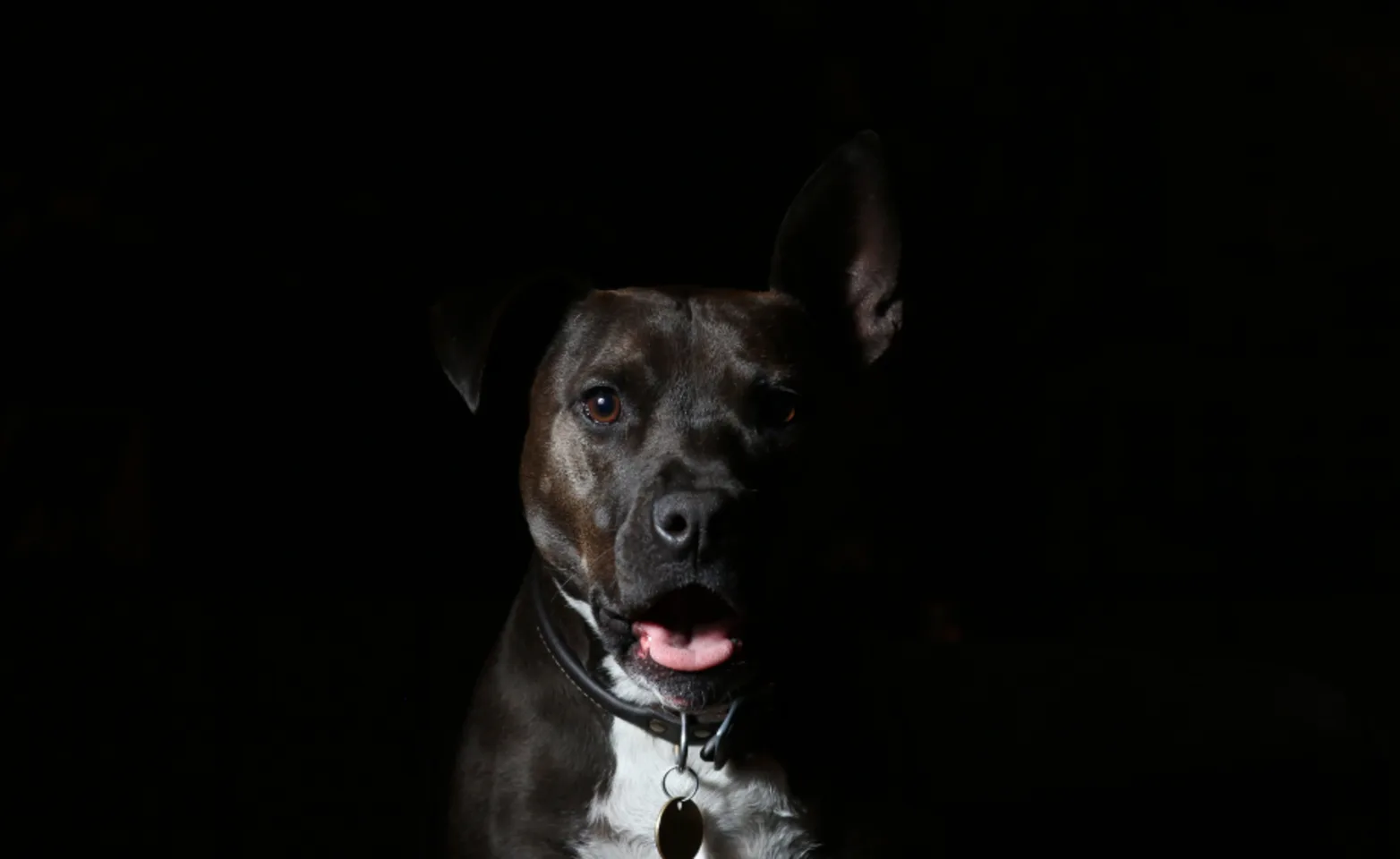 A studio photo of a dog on a black background