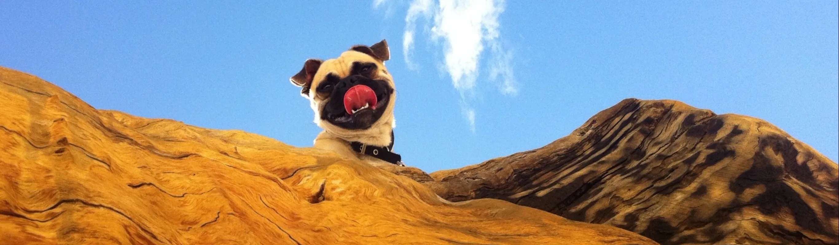 Dog looking down from a rock Dog looking down from a rock