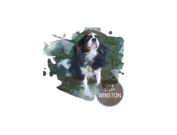 A Cavalier King Charles Spaniel siting in the grass looking up A Cavalier King Charles Spaniel siting in the grass looking up