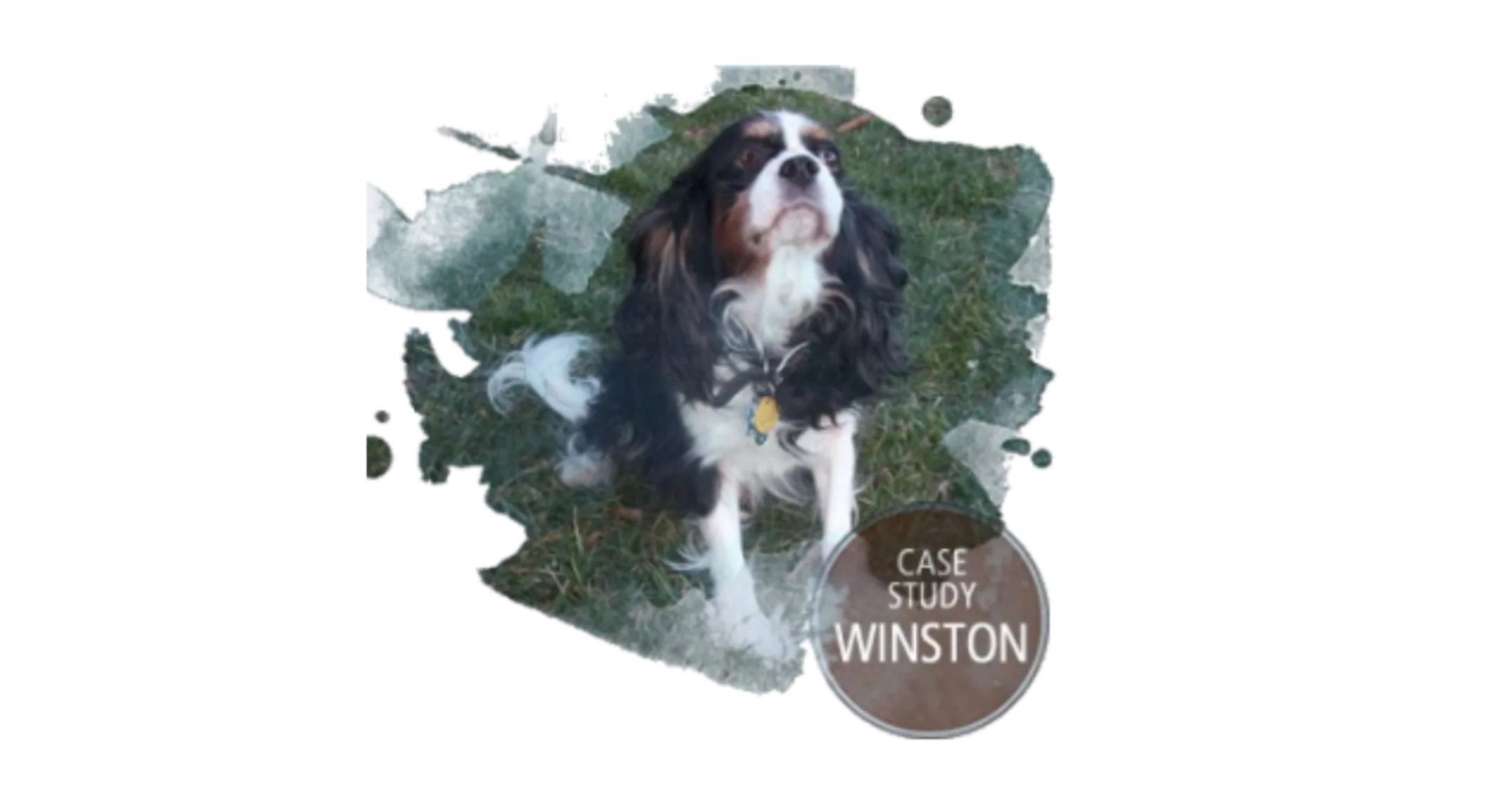 A Cavalier King Charles Spaniel siting in the grass looking up A Cavalier King Charles Spaniel siting in the grass looking up