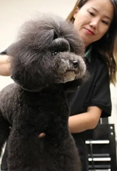 Grooming at Rover Oaks Pet Resort