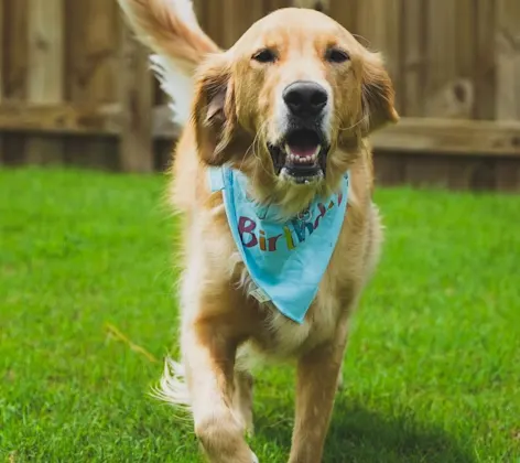 Golden Retriever with birthday bib Golden Retriever with birthday bib