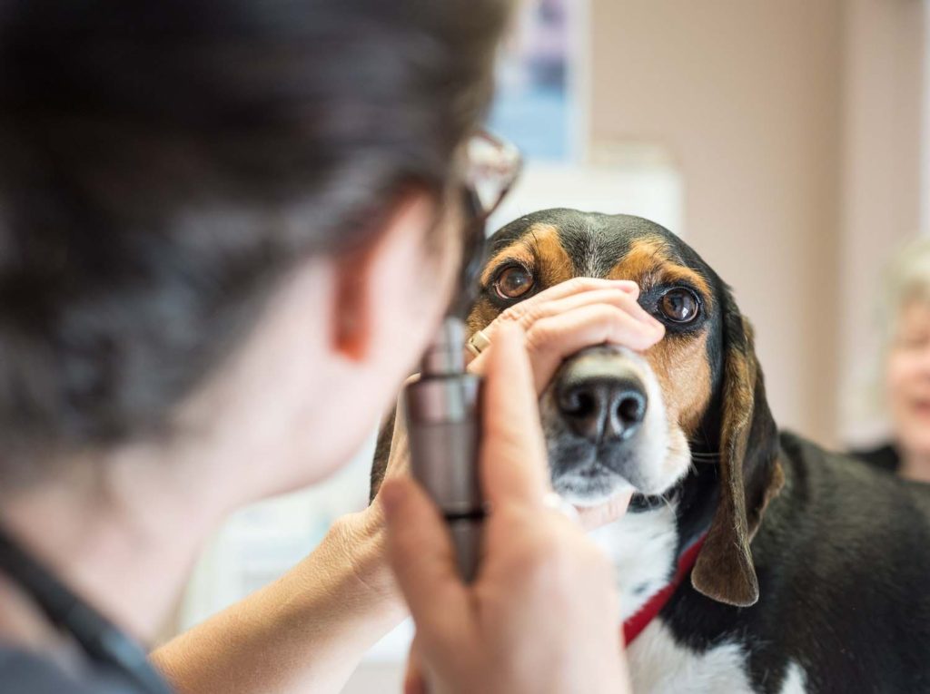 Dr. Felicia Uriarte performing a full physical examination on a patient.