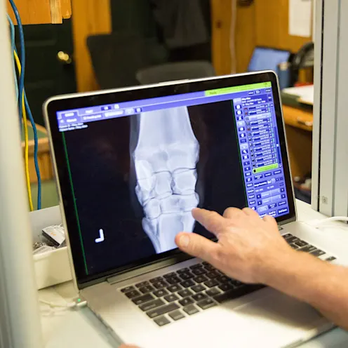 Staff member pointing to an x-ray on a computer screen Staff member pointing to an x-ray on a computer screen