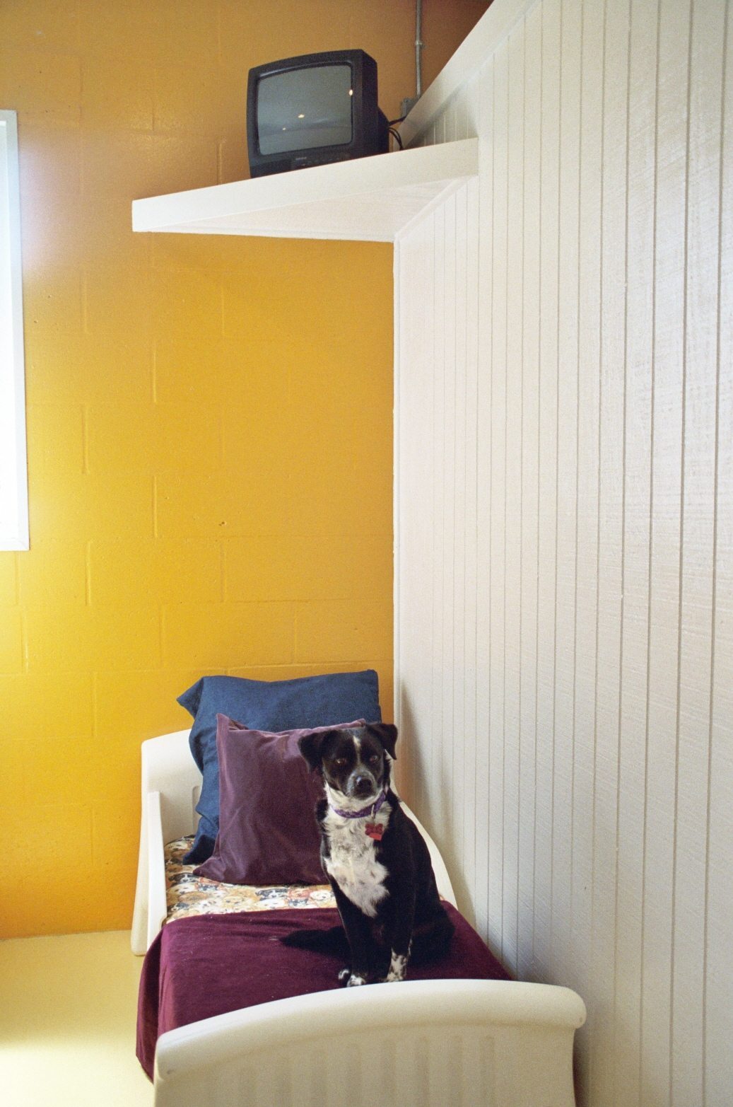 New Tampa Pet Resort Boarding Suite