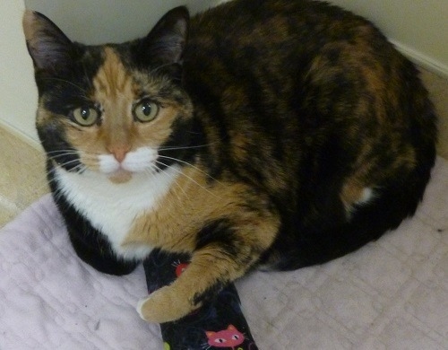 A Cat Clinic's beloved cat Aurora