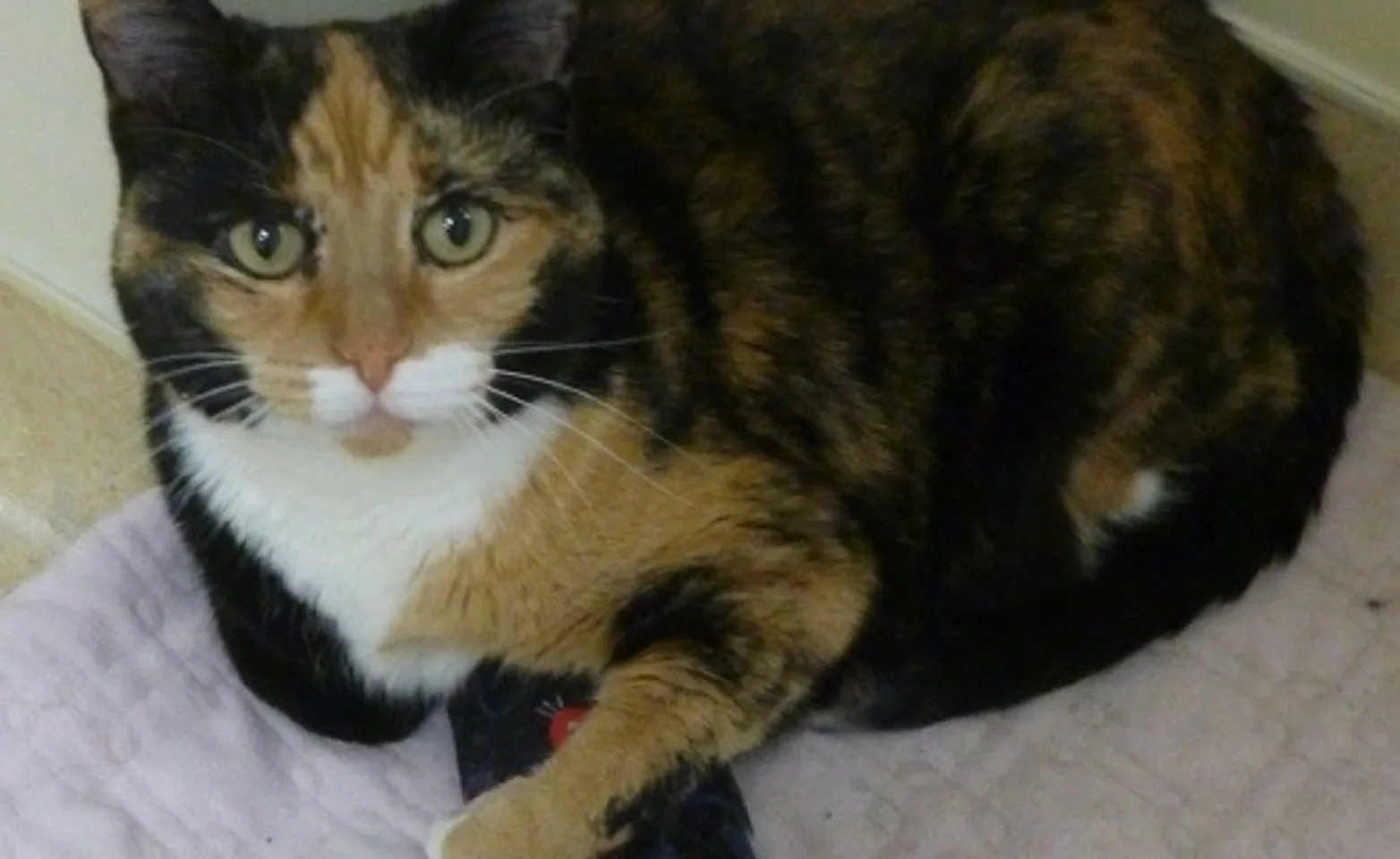 A Cat Clinic's beloved cat Aurora A Cat Clinic's beloved cat Aurora