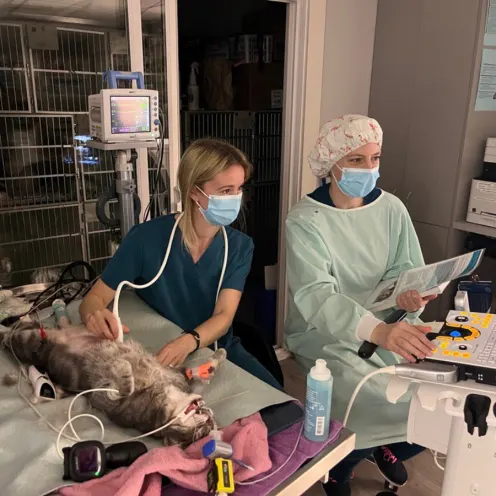 Two veterinarians performing a procedure on a cat