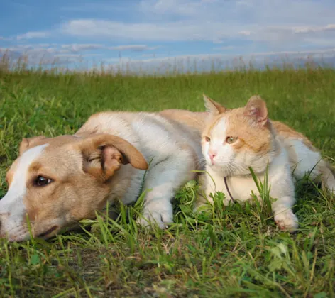 Dog and cat lounging outside 