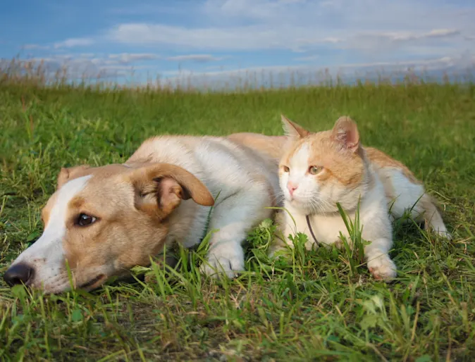 Dog and cat lounging outside 