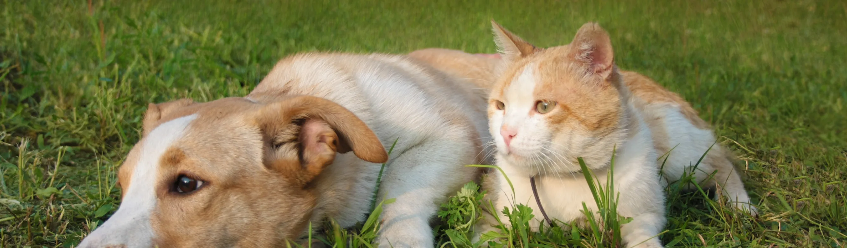 Dog and cat lounging outside Dog and cat lounging outside
