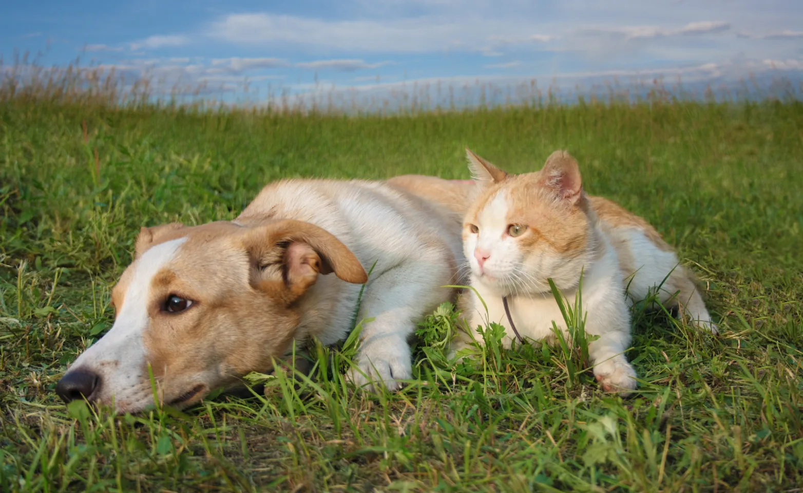 Dog and cat lounging outside 