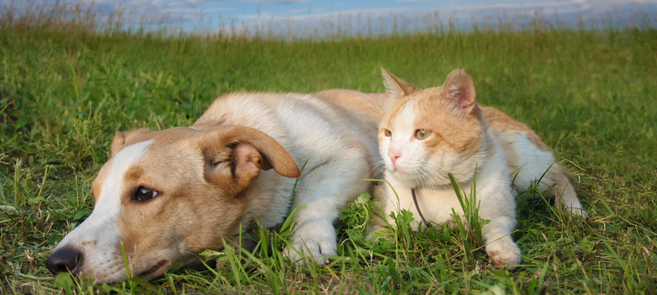 Dog and cat lounging outside 