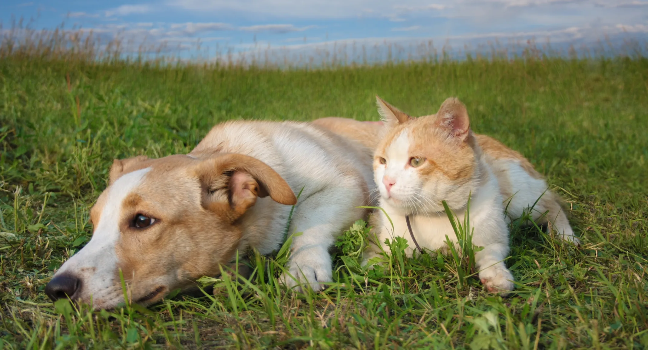 Dog and cat lounging outside Dog and cat lounging outside