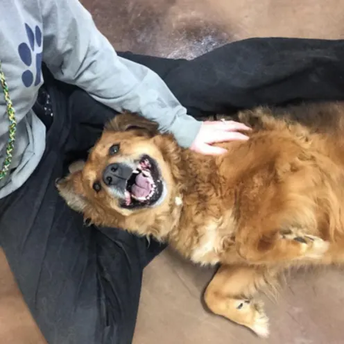 A dog smiling A dog smiling