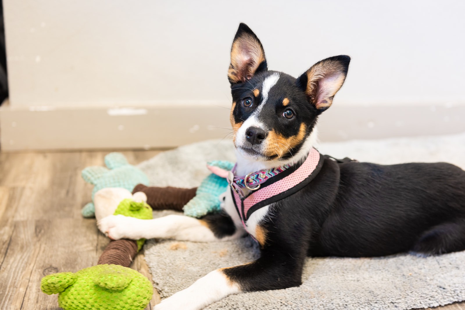 Small black dog in bed at The Valley Veterinary Hospital
