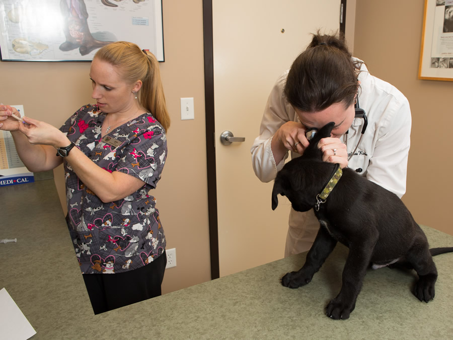 Park Veterinary Centre Exam