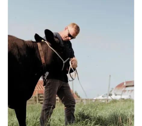 Staff Leading a Cow Staff Leading a Cow