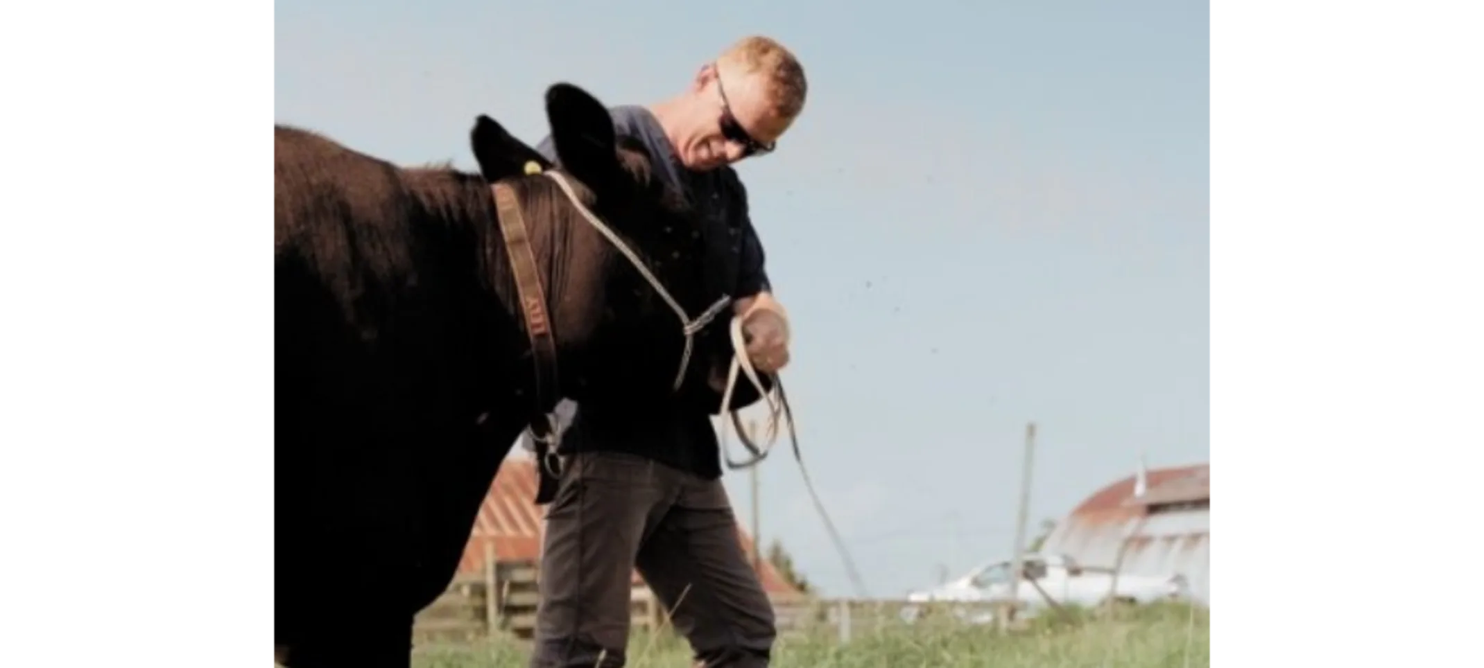 Staff Leading a Cow Staff Leading a Cow