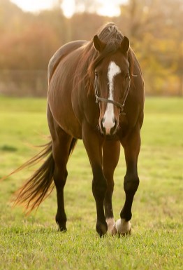 Brown horse with white on its head