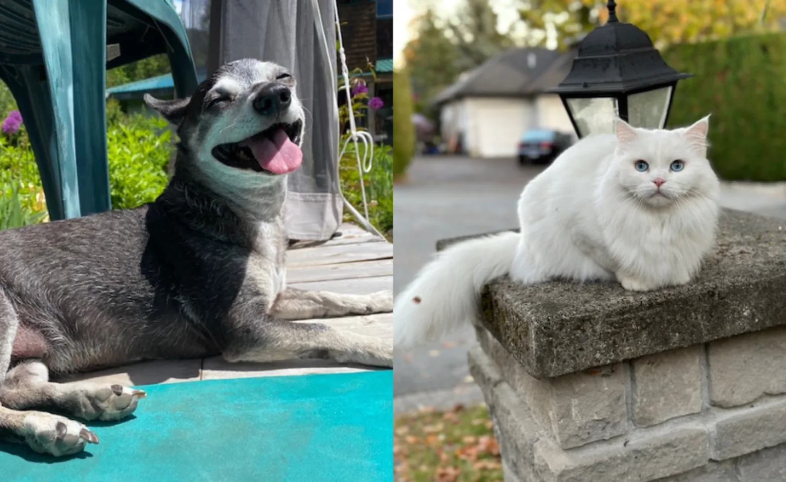 A dog and cat outside A dog and cat outside