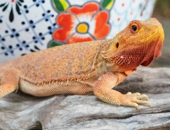 Metronidazole Toxicity in a Bearded Dragon Metronidazole Toxicity in a Bearded Dragon