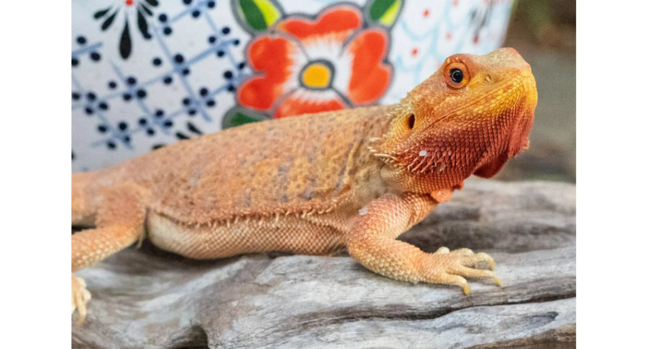 Metronidazole Toxicity in a Bearded Dragon Metronidazole Toxicity in a Bearded Dragon