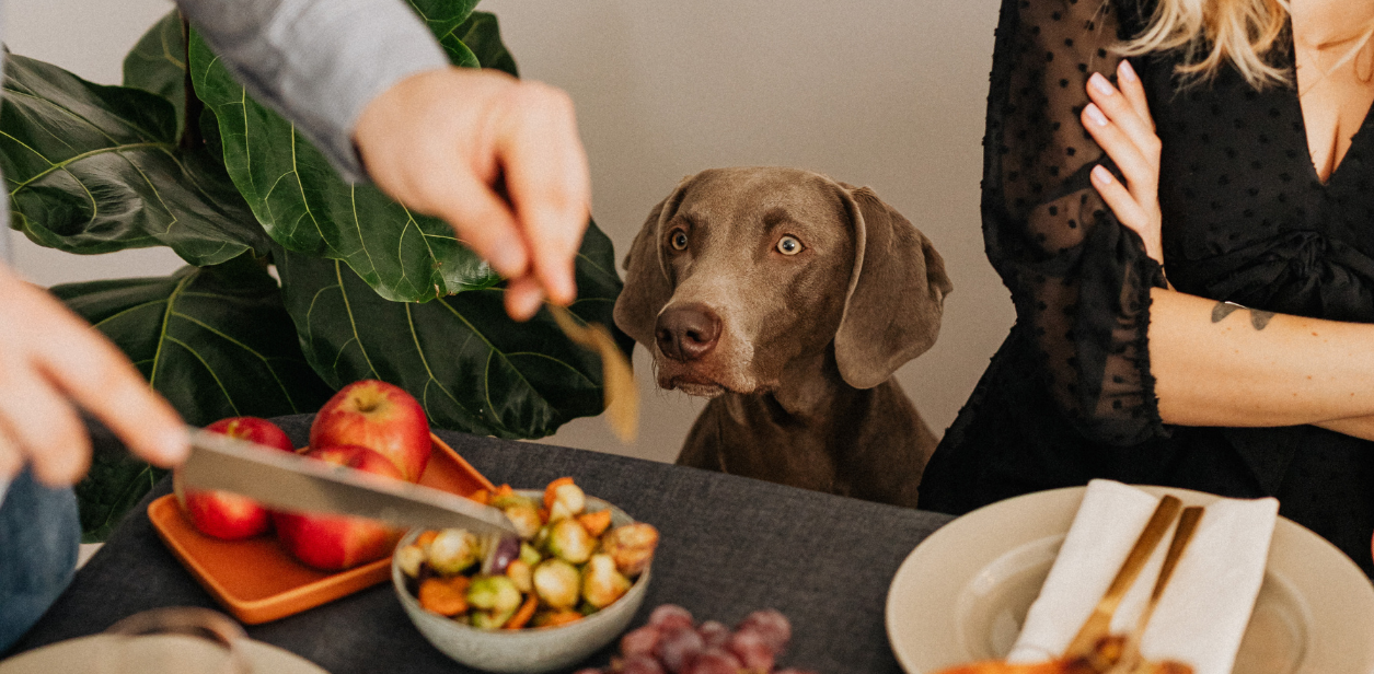 A dog begs at a table while food is served. 