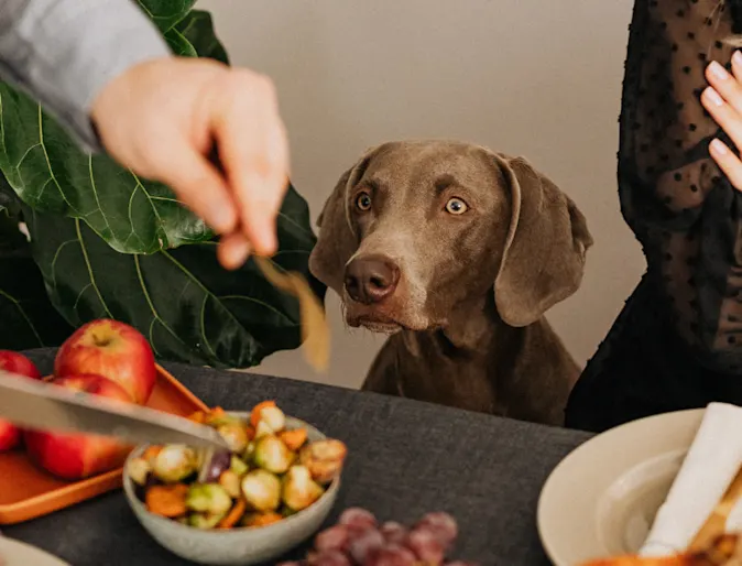 A dog begs at a table while food is served. A dog begs at a table while food is served.