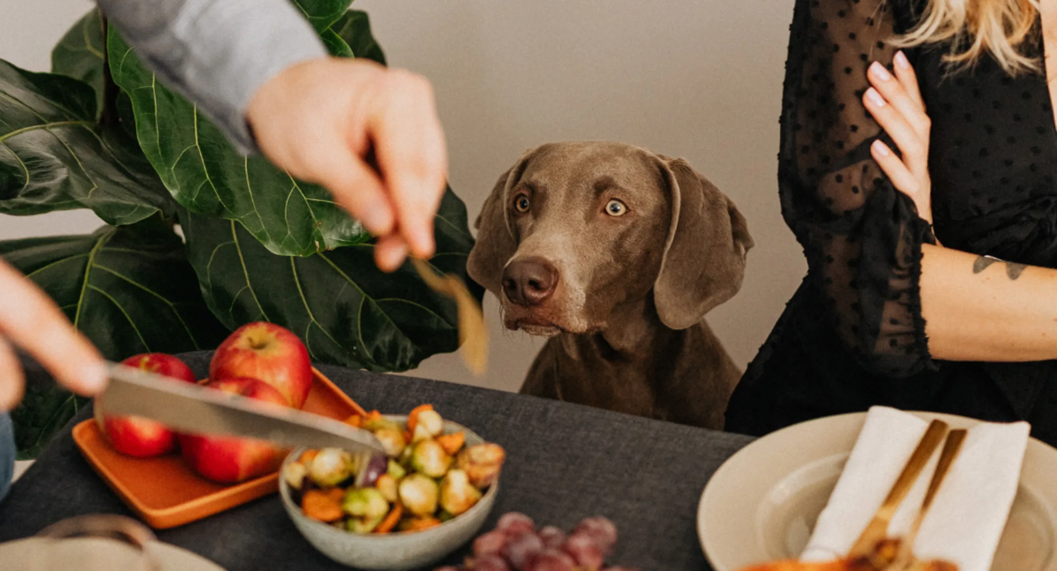 A dog begs at a table while food is served. A dog begs at a table while food is served.