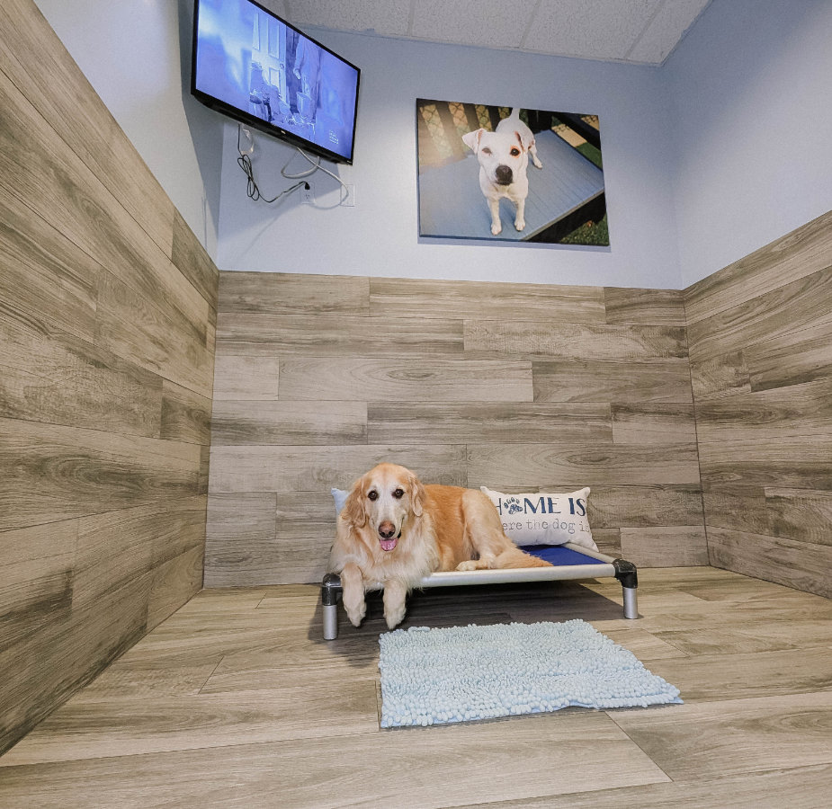Golden Retriever lounging on raised luxury bed.