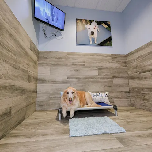 Golden Retriever lounging on raised luxury bed. Golden Retriever lounging on raised luxury bed.