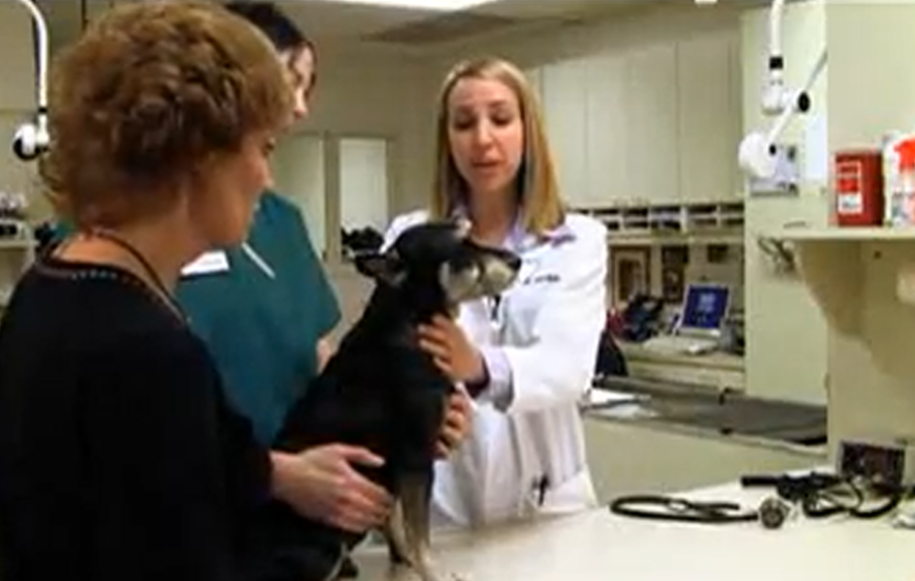 How to Brush a Dog's Teeth 