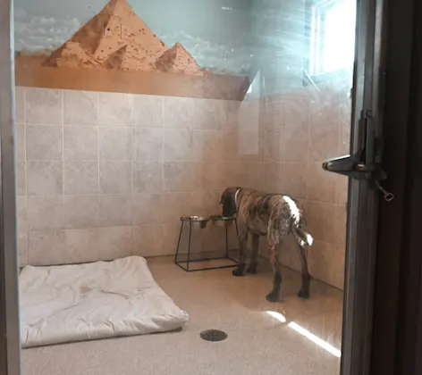 Large dog in Boarding room at Animal Care Center of Polaris. Large dog in Boarding room at Animal Care Center of Polaris.