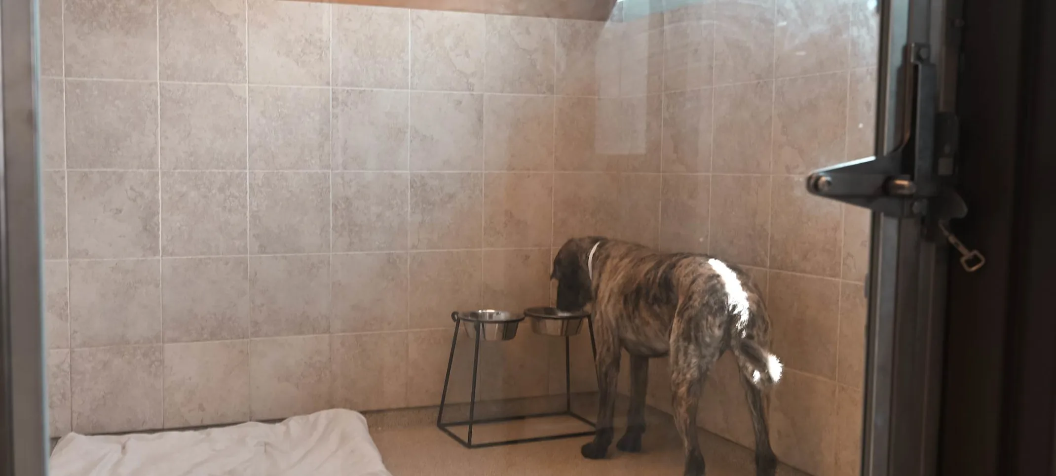 Large dog in Boarding room at Animal Care Center of Polaris. Large dog in Boarding room at Animal Care Center of Polaris.