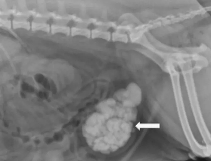 Radiograph (x-ray) of a canine bladder with multiple uroliths Radiograph (x-ray) of a canine bladder with multiple uroliths