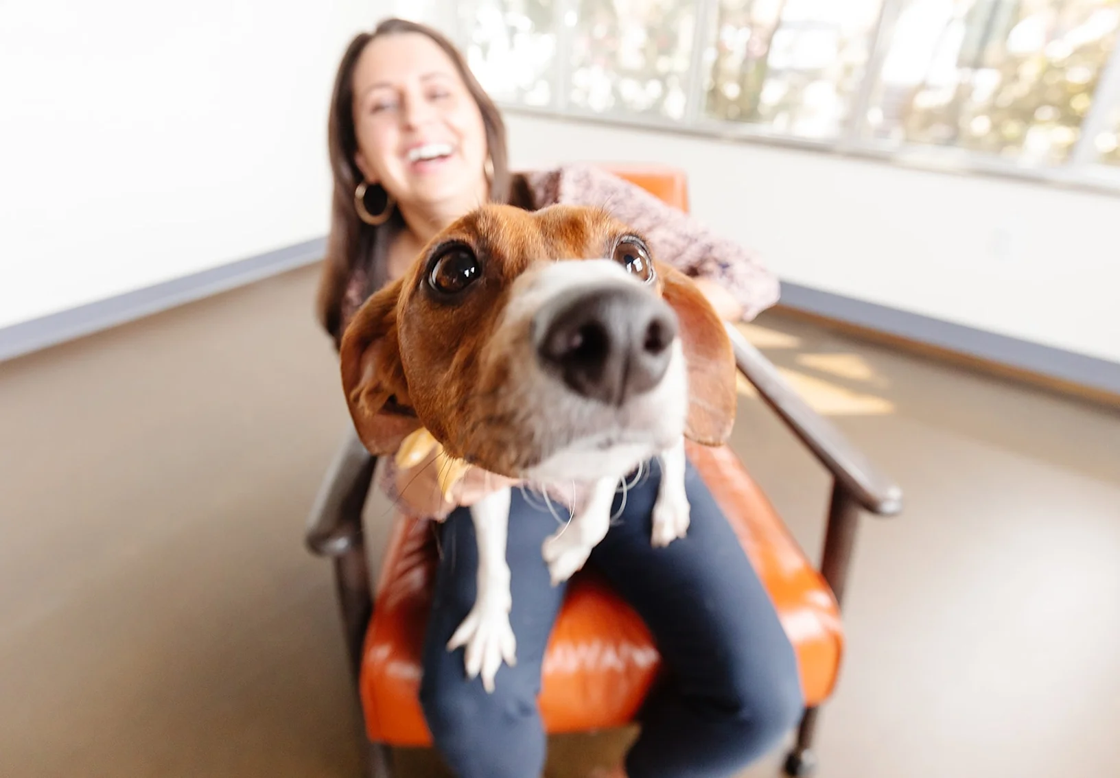 Close up of a dog sitting on a woman's lap Close up of a dog sitting on a woman's lap