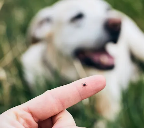 Tick on human finger Tick on human finger