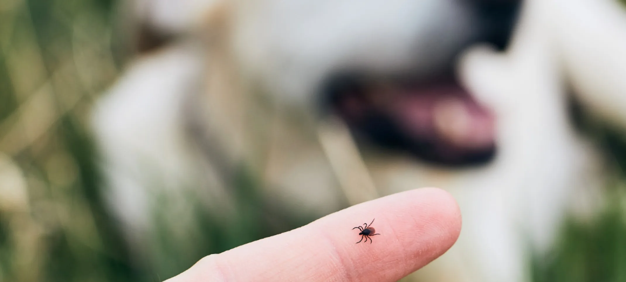 Tick on human finger Tick on human finger