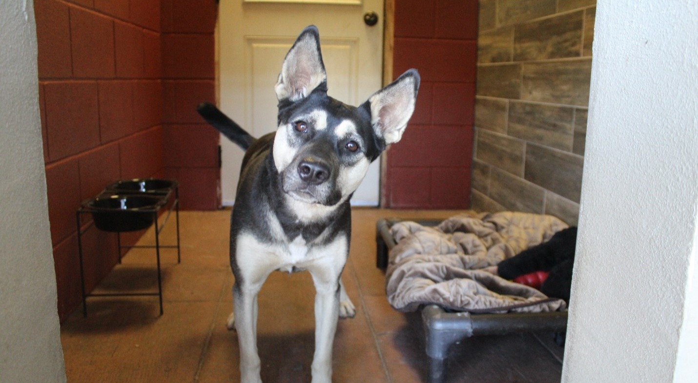 Dog in a boarding room with a bed, water bowl, and food bowl