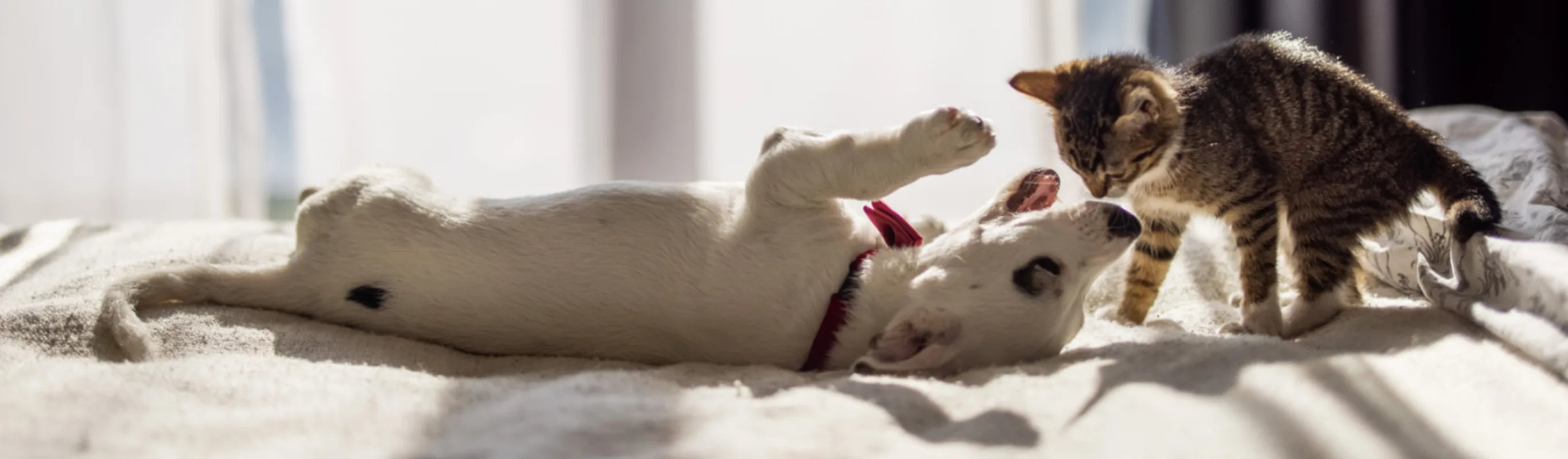 Dog and Kitten Playing on a Bed Dog and Kitten Playing on a Bed