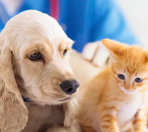 dog and cat sitting on a table with a doctor