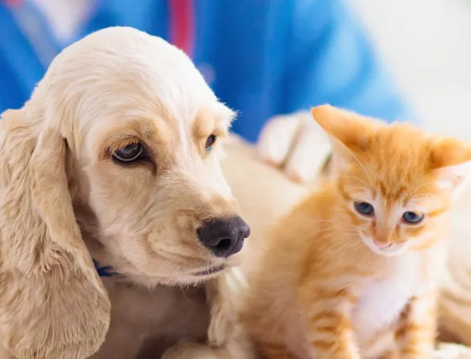 Puppy and kitten sitting on an exam table Puppy and kitten sitting on an exam table