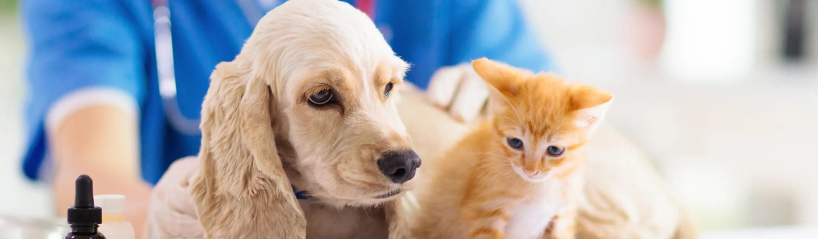 Puppy and kitten sitting on an exam table