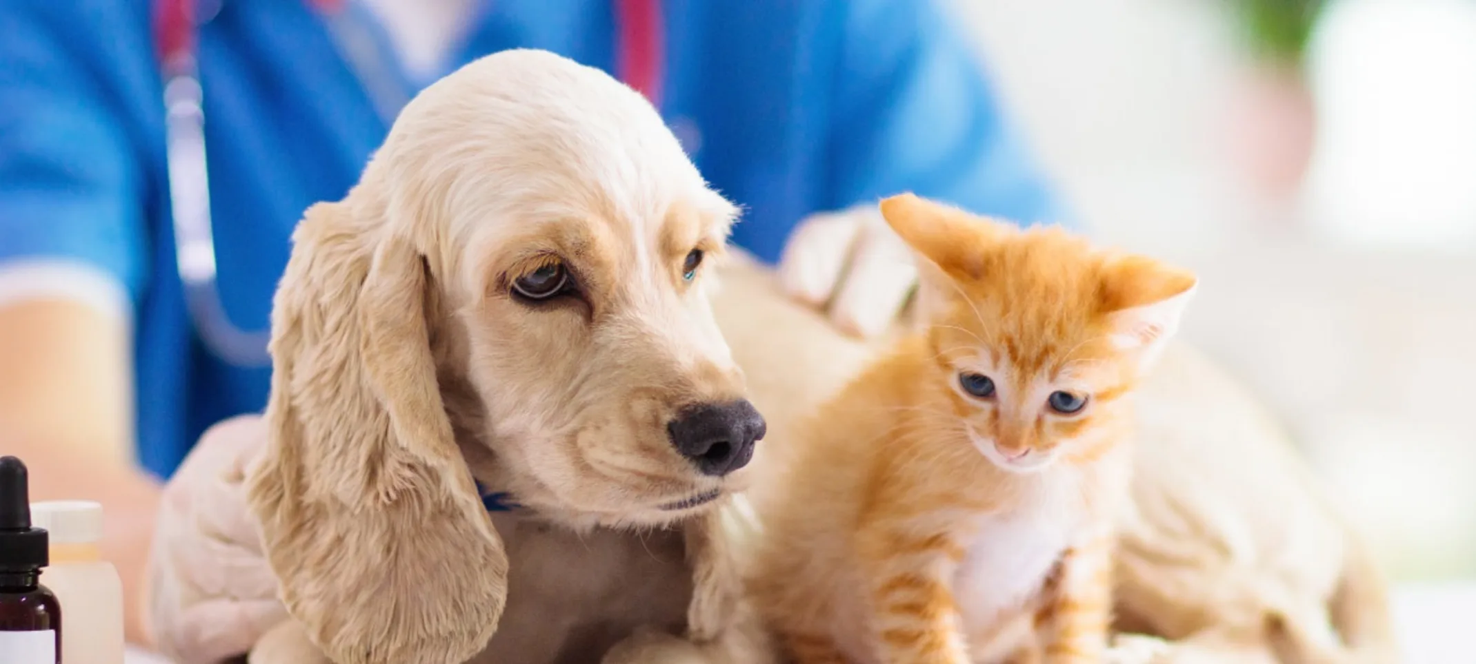 dog and cat sitting on a table with a doctor dog and cat sitting on a table with a doctor